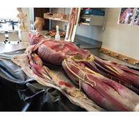 SynDaver™ Labs Image